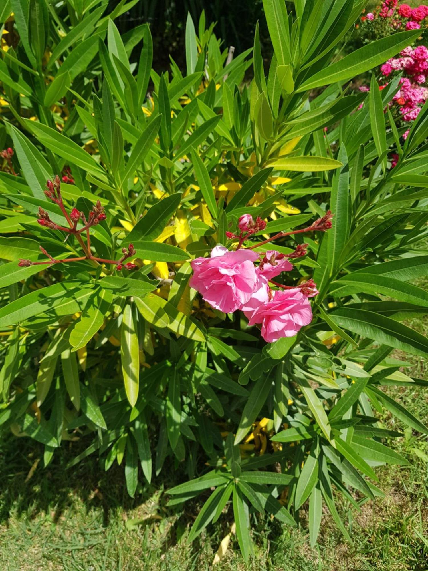 Family Magnolia