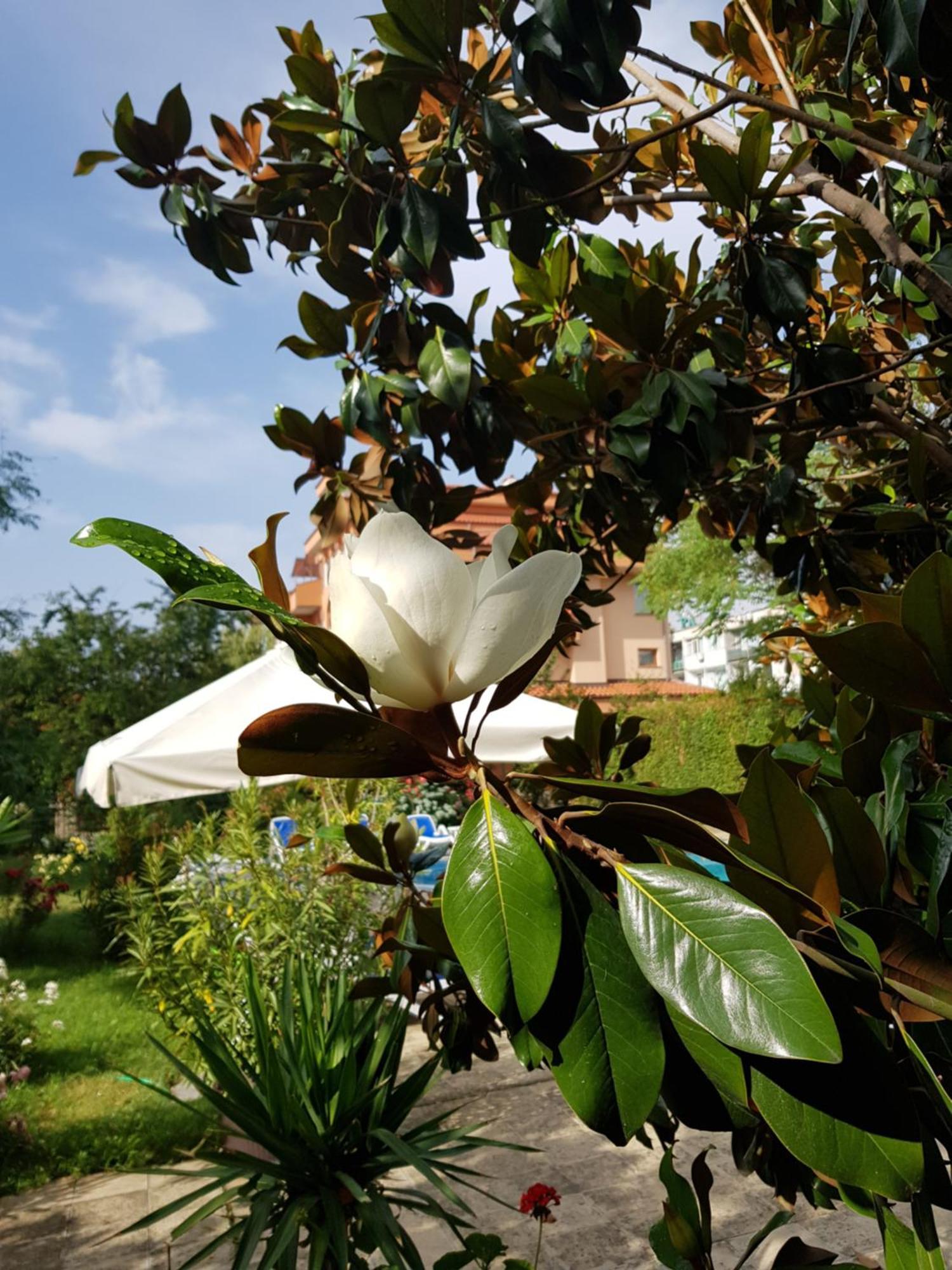 Hotel Family Magnolia