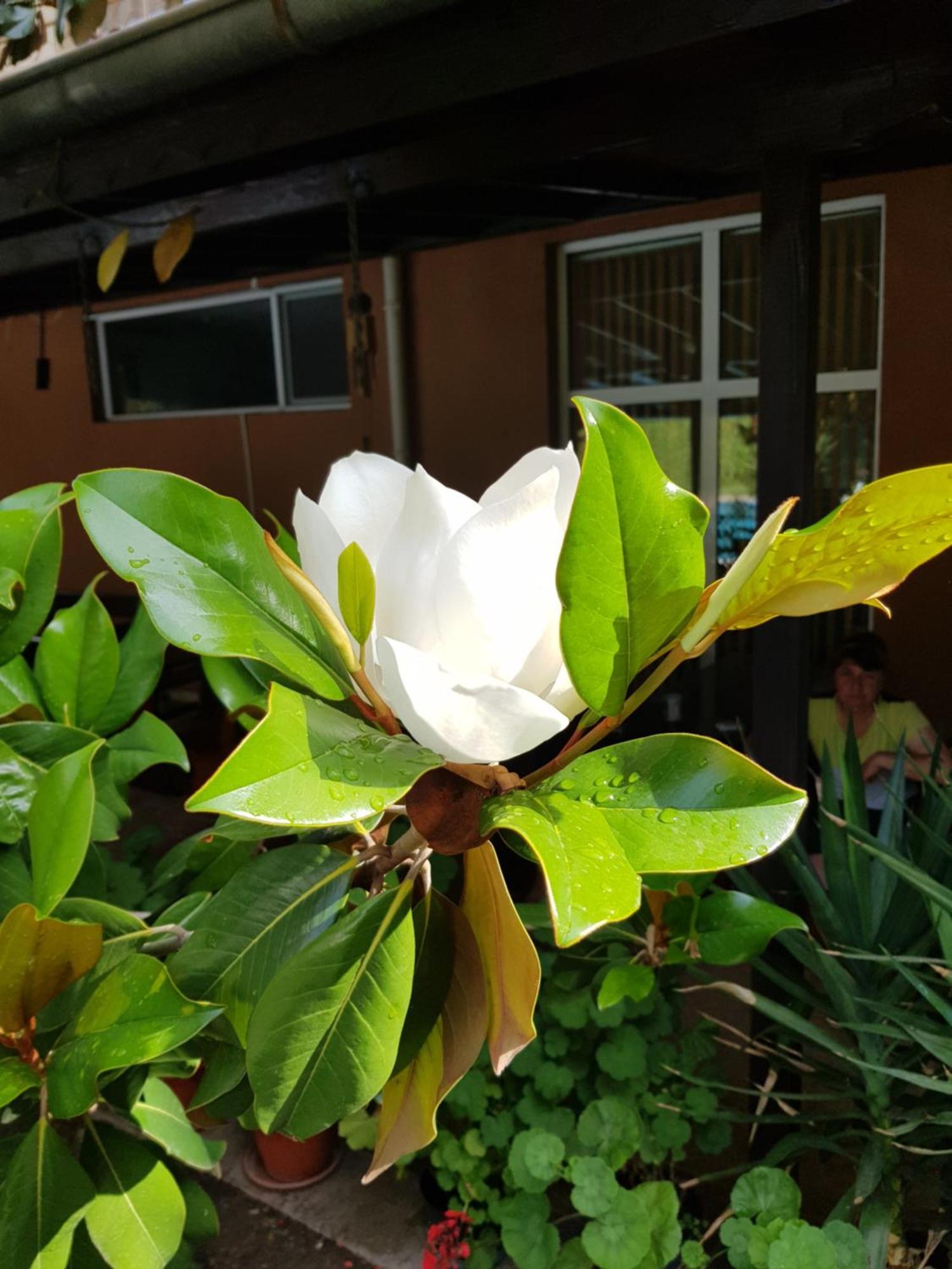 Hotel Family Magnolia
