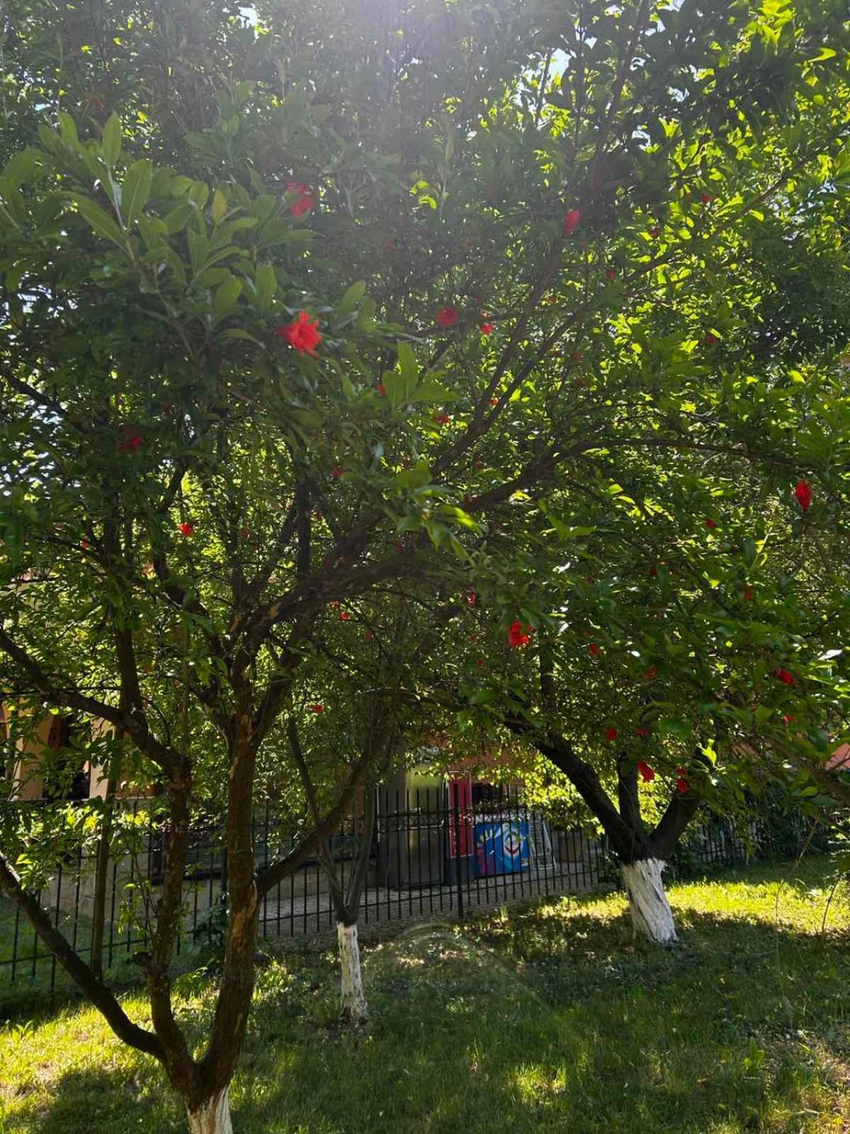 Family Magnolia