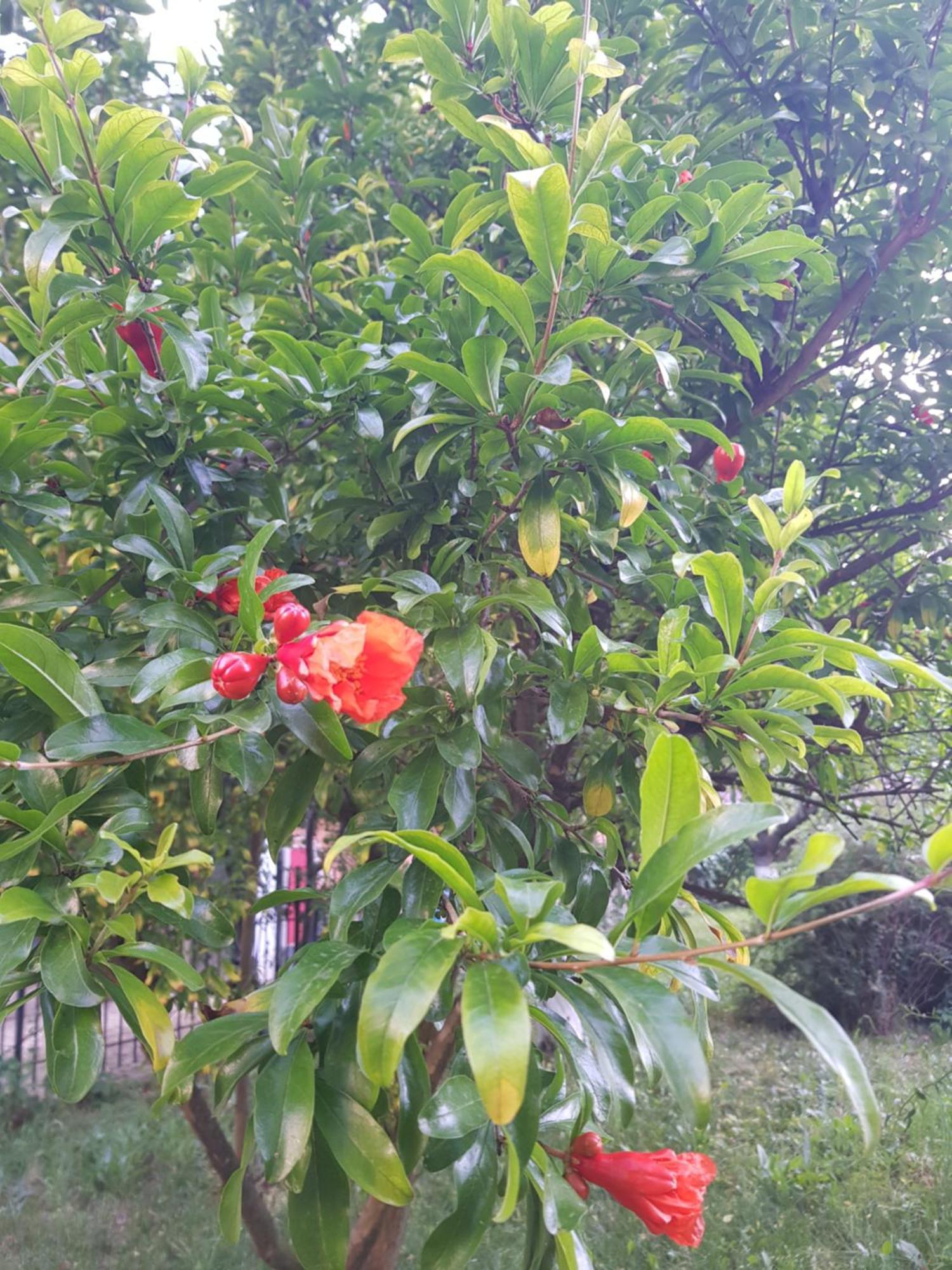 Готель Family Magnolia Сонячний Берег